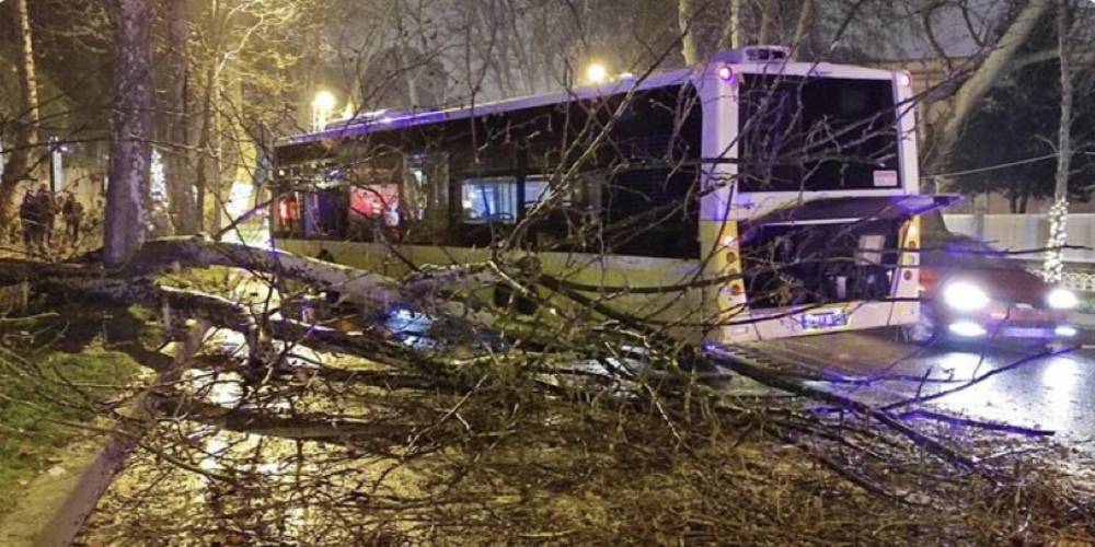 Beşiktaş'ta İETT otobüsü asırlık çınar ağacına çarptı